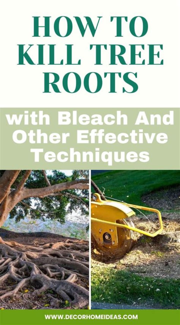 Will bleach kill sewer roots?