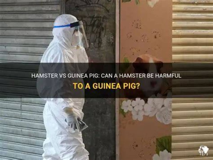 Would a guinea pig kill a hamster?